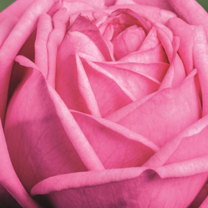 Kупить В Интернет-Магазине - Poзa Мариатерезия® - розовая - Роза флорибунда  - роза с тонким запахом - Ганс Юрген Эверс - Густомахровые цветы, распускающиеся в соцветиях, подходят как одиночные растения для посадки на клумбах, так и для посадки в кадках.